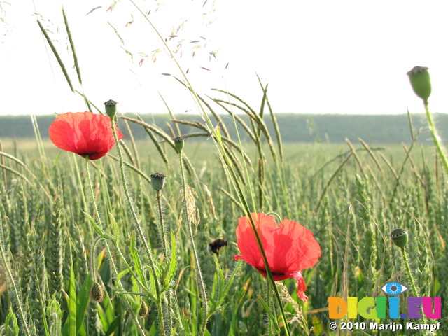 SX14870 Poppies in field